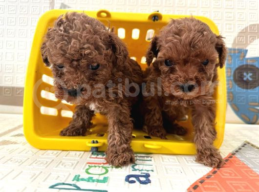 Toy Poodle Bebekler Sahiplerini Bekliyorlar görsel