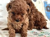 Toy Poodle Bebekler Sahiplerini Bekliyorlar