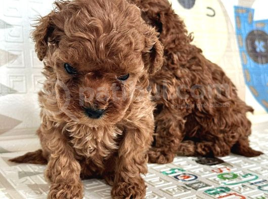 Toy Poodle Bebekler Sahiplerini Bekliyorlar görsel