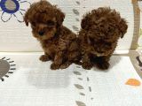 Toy Poodle Bebekler Sahiplerini Bekliyorlar