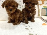 Toy poodle bebekler sahiplerini bekliyorlar