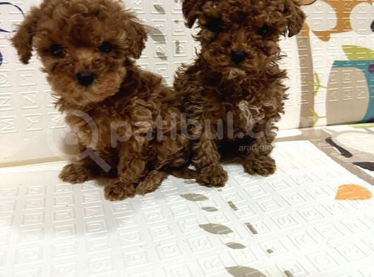 Toy Poodle Bebekler Sahiplerini Bekliyorlar
