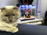 scottish Fold