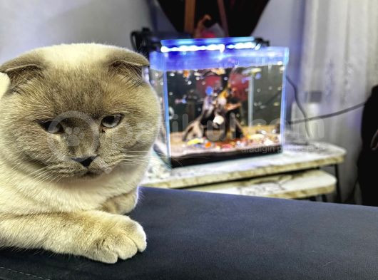 Scottish Fold