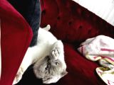 Scottish Fold
