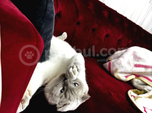 Scottish Fold görsel