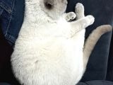 Scottish Fold
