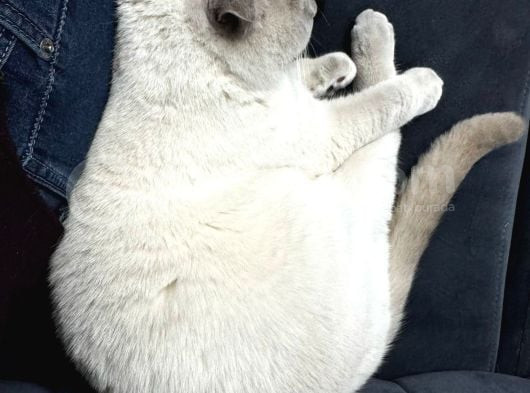 Scottish Fold görsel