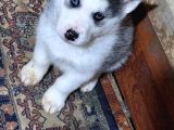 masmavi gözleriyle 45 günlük husky