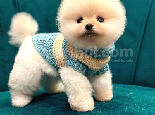 Pomerani̇an Boo Yavrular Hazir görsel