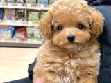 Korean Toypoodle