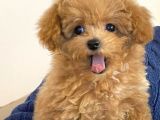 Korean toypoodle