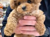 Korean Toypoodle