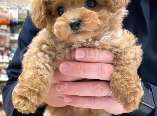 Korean Toypoodle görsel