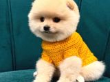 Pomerani̇an Boo Yavrular Hazir