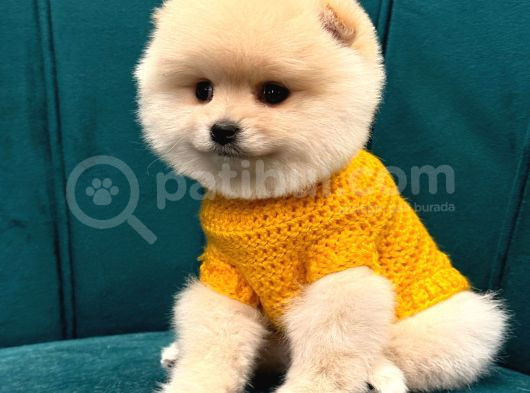 Pomerani̇an Boo Yavrular Hazir görsel