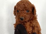 Toy Poodle Bebekler