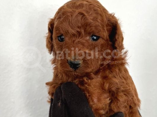 Toy Poodle Bebekler görsel