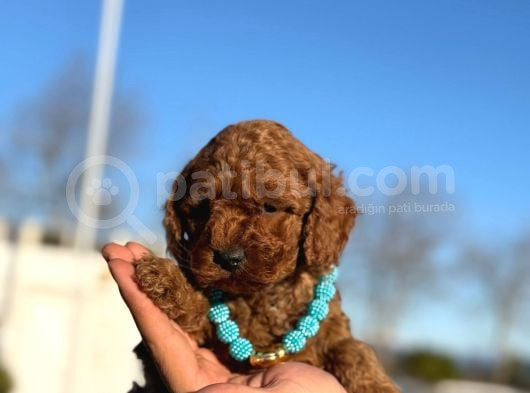Mini Poodle Yavruları görsel