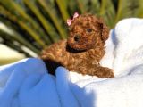 Mini Poodle Yavruları