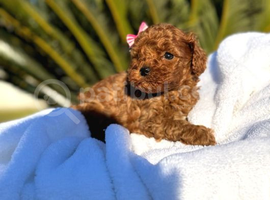 Mini Poodle Yavruları görsel