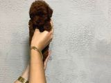 Teacup Kore Yavru Poodle