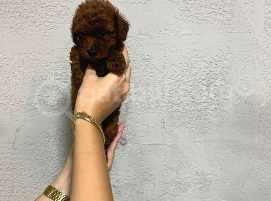 Teacup Kore Yavru Poodle görsel
