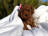 Mini poodle yavruları