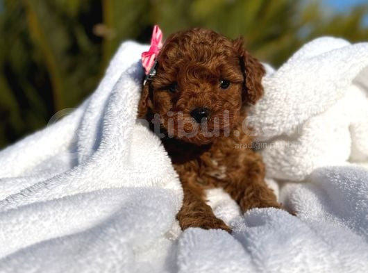 Mini Poodle Yavruları
