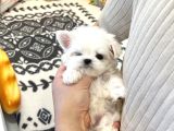 Korean maltipoo