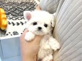 Korean Maltipoo