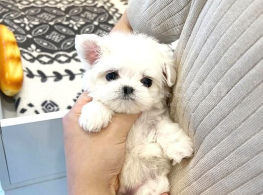 Korean Maltipoo görsel