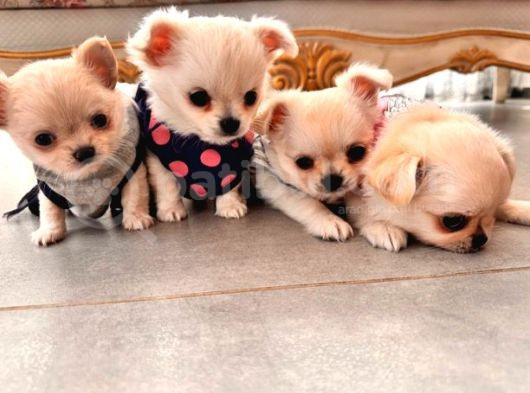Çok Sevimli Chihuahua Yavrular