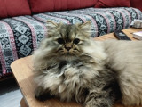 Bri̇ti̇sh Longhai̇r 8 Aylik Erkek