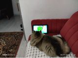 Bri̇ti̇sh Longhai̇r 8 Aylik Erkek