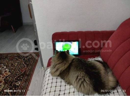 Bri̇ti̇sh Longhai̇r 8 Aylik Erkek görsel