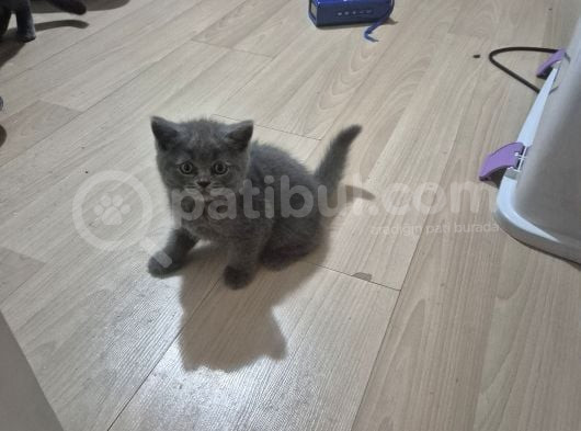 British Sorthair Bebeğimiz görsel