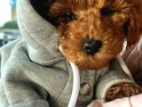 Babyface Toy poodle Erkek