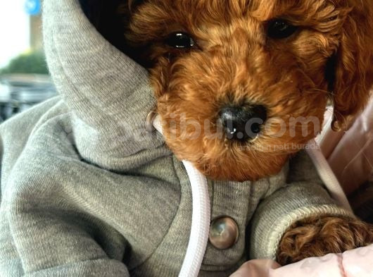 Babyface Toy Poodle Erkek