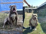 American Bully Xxl Erkek İstanbul Elden Teslim Olur