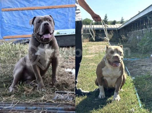 American Bully Xxl Erkek İstanbul Elden Teslim Olur görsel