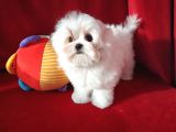 Petmode Köpek Çiftliğinde  Ziyarete Açık Kore Kan Maltese