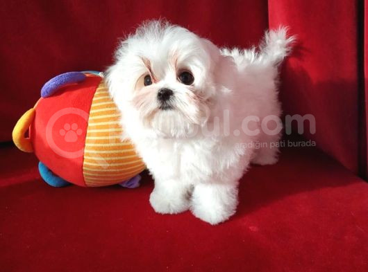 Petmode Köpek Çiftliğinde  Ziyarete Açık Kore Kan Maltese görsel