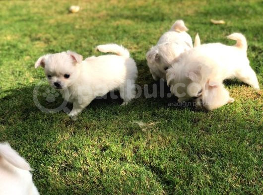 Çok Sevimli Chihuahua Yavrular görsel