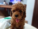 Babyface Toy Poodle Erkek