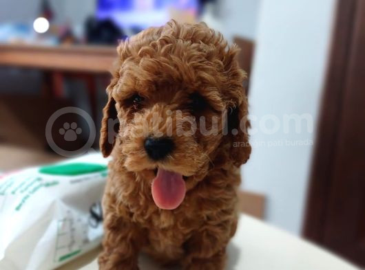 Babyface Toy Poodle Erkek görsel