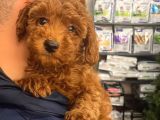 Toy Poodle tatlı surat