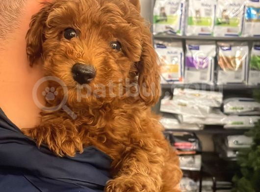 Toy Poodle Tatlı Surat