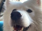 1-5Yaşında Dişi Samoyed