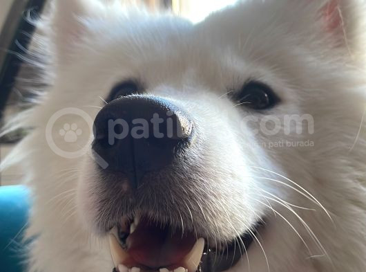 1-5Yaşında Dişi Samoyed